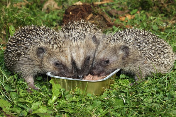 Hedgehog (Erinaceus europaeus)