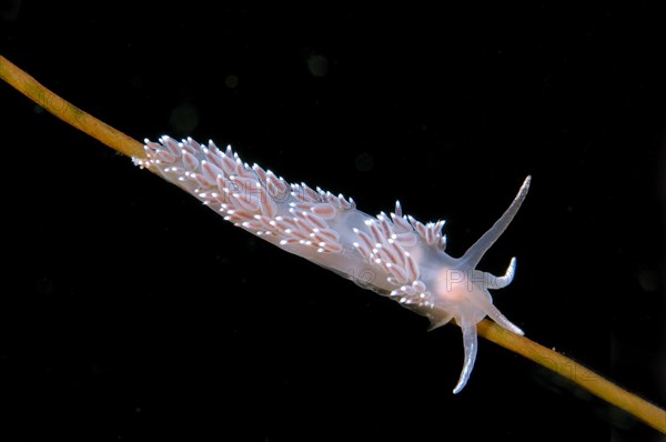 Nudibranch (Flabellina verrucosa)