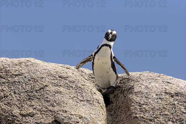 African Penguin (Spheniscus demersus)