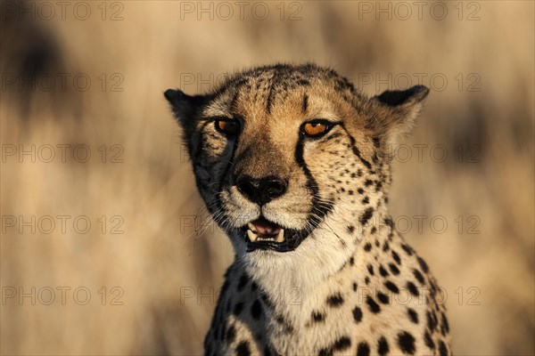 Cheetah (Acinonyx jubatus) in Keetmanshoop