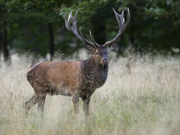 Red Deer (Cervus elaphus)