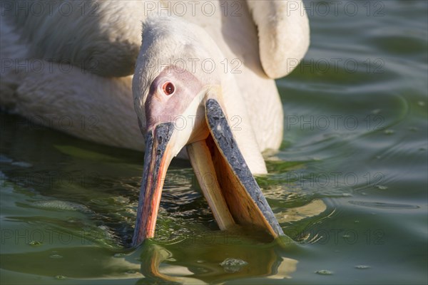 Great White Pelican (Pelecanus onocrotalus) fishing