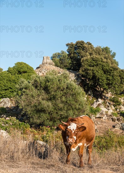 Brown cow grazing in front an archaeological site of the Neolithic period
