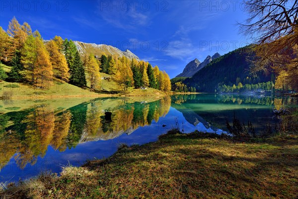 Autumnally coloured larch trees reflected in lake Lei da Palpuogna