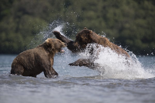 Brown bears (Ursus arctos)