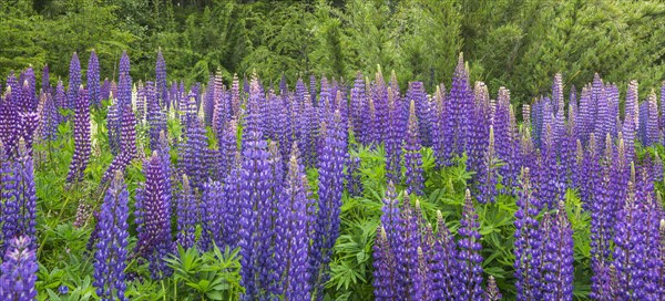 Lupines (Lupinus sp.)