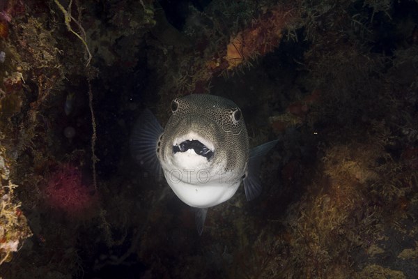 Starry Puffer