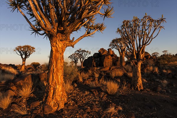 Quiver Tree Forest