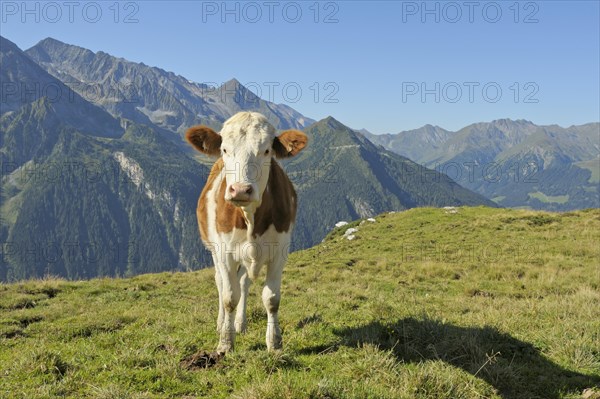 Cow on mountain pasture in the Tux Alps
