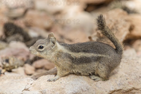 Harris' Antelope Squirrel (Ammospermophilus harrisii)