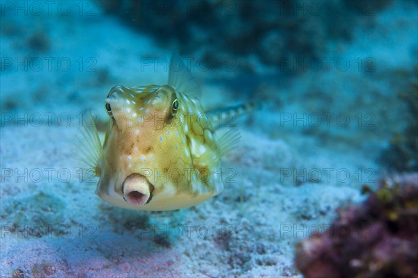 Longhorn Cowfish (Lactoria cornuta)