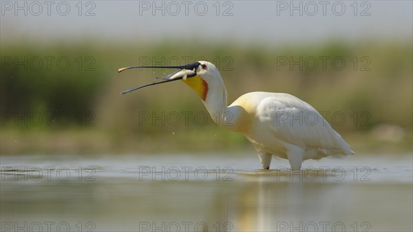 Eurasian Spoonbill or Common Spoonbill (Platalea leucorodia) devouring its prey