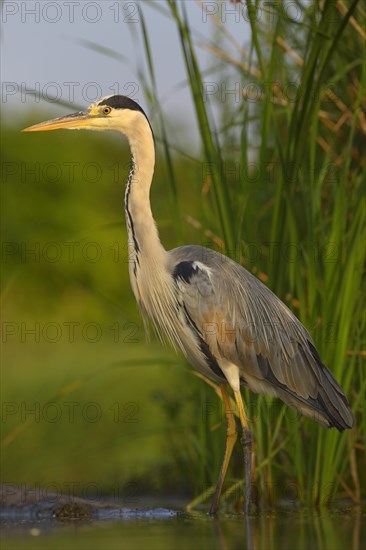 Grey Heron (Ardea cinerea)