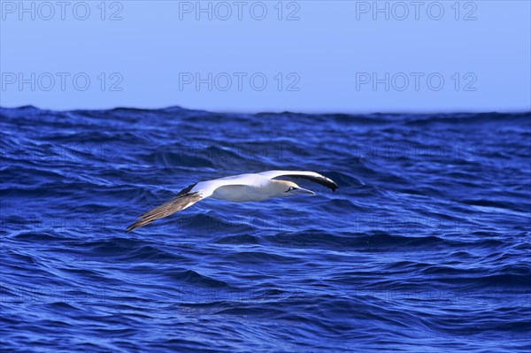 Cape Gannet (Morus capensis)