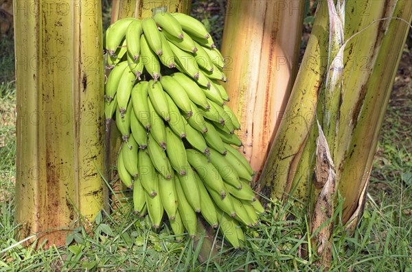 Bananas (Musa)