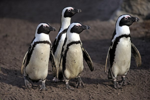 Jackass Penguins or African Penguins (Spheniscus demersus)