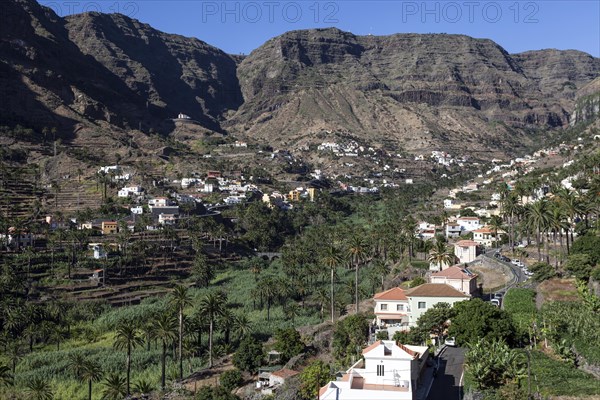 Canary Island Date Palms (Phoenix canariensis)