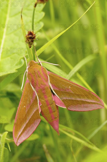 Elephant Hawk-moth (Deilephila elpenor)