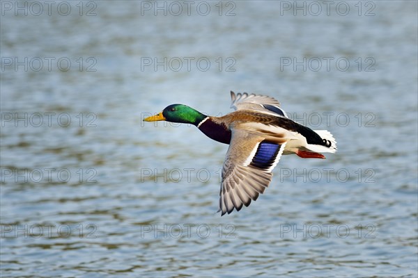 Mallard (Anas platyrhynchos) male in flight