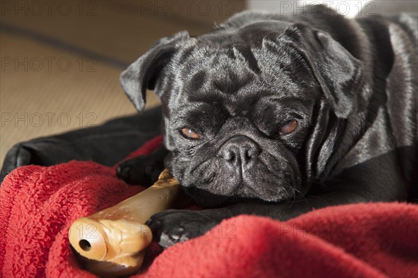 Young black pug lying in dog bed