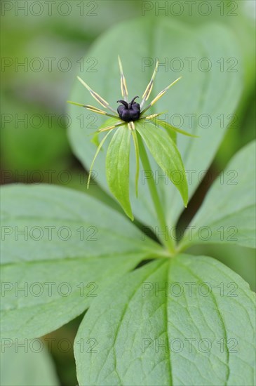 Herb Paris (Paris quadrifolia)