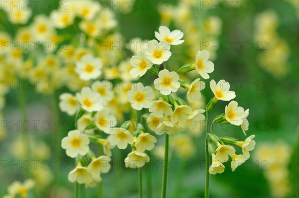 Oxlip (Primula elatior)