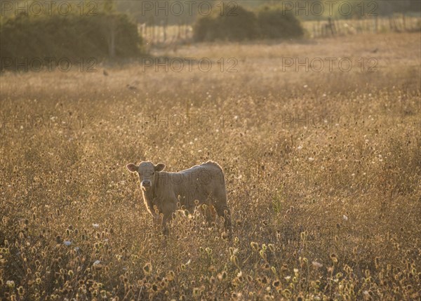 Charolais cattle