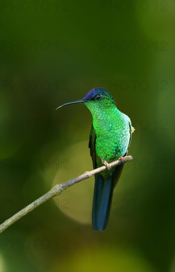 Violet-capped woodnymph (Thalurania glaucopis) on branch
