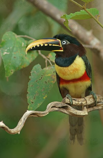 Chestnut-eared aracari (Pteroglossus castanotis) in a mango tree