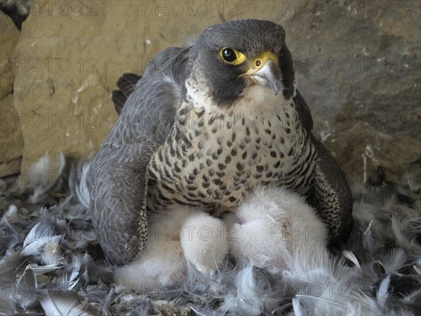 Peregrine Falcon (Falco peregrinus)