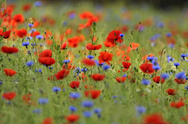 Flower meadow with Common Poppies (Papaver rhoeas) and Cornflowers (Centaurea cyanus)