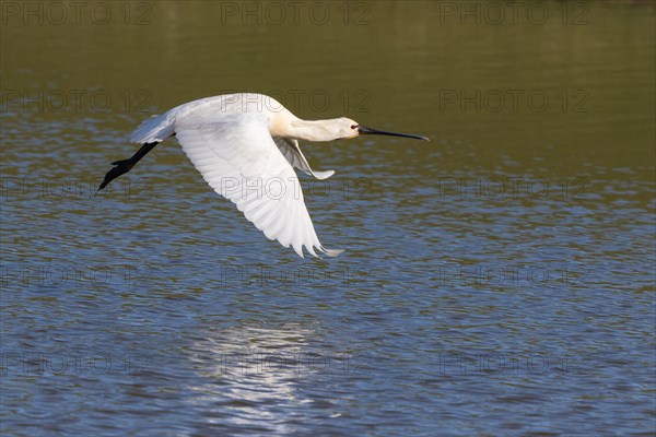 Spoonbill (Platalea leucorodia) in flight