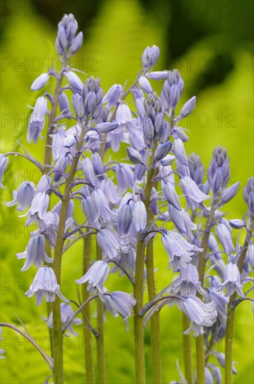 Spanish bluebell (Hyacinthoides hispanica) cultivar