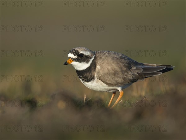 Common Ringed Plover (Charadrius hiaticula)