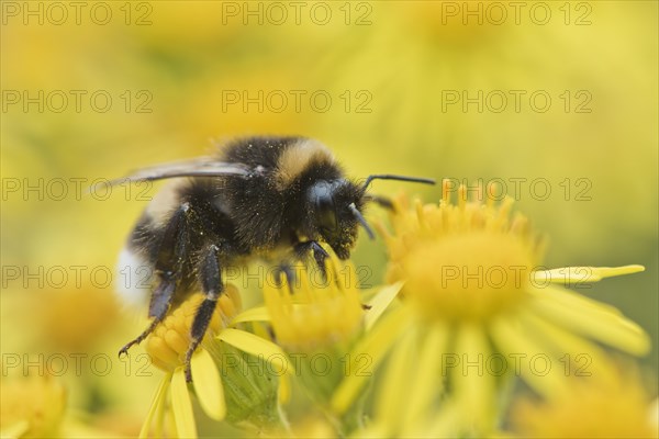 Large earth bumblebee (Bombus terrestris) on Ragwort (Senecio jacobaea)