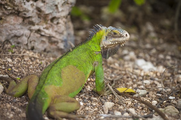 West Indian Iguana (Iguana delicatissima)