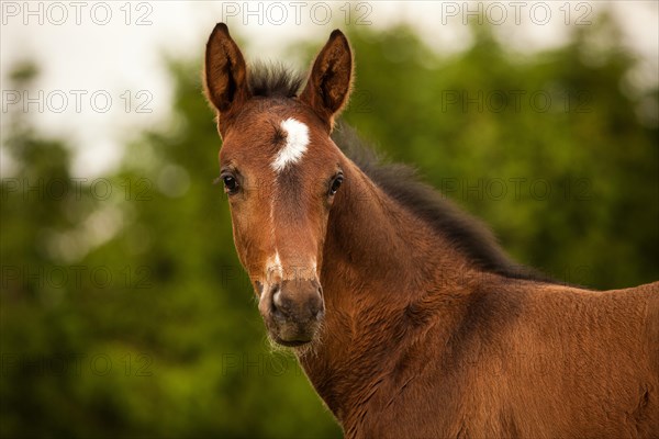 Brown foal