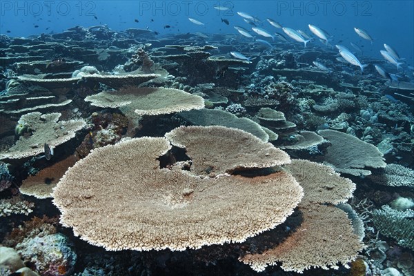 Reef flat with Acropora table coral (Acropora hyacinthus)