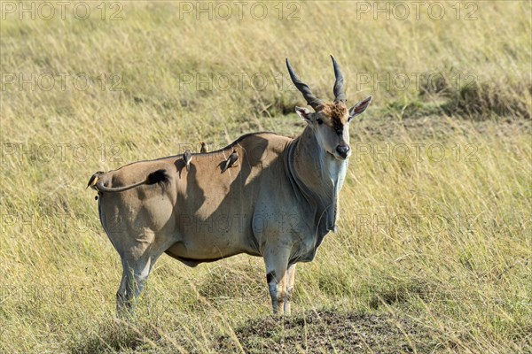 Eland (Taurotragus oryx)