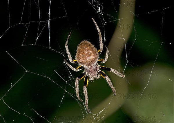 Orb weaver (Eriophora ravilla)