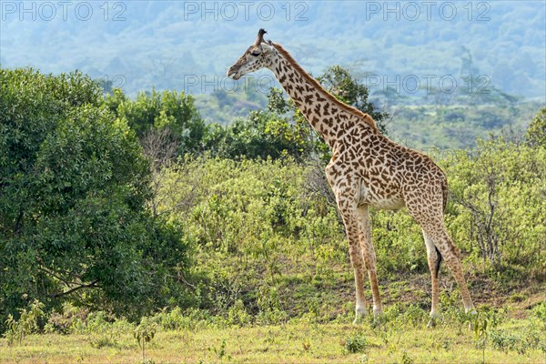 Giraffe (Giraffa camelopardalis)