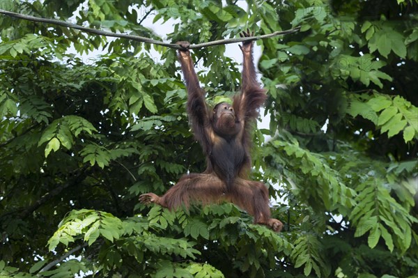 Bornean Orangutan (Pongo pygmaeus) hanging on a rope