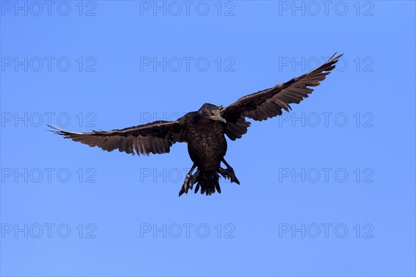 Cape Cormorant or Cape Shag (Phalacrocorax capensis)