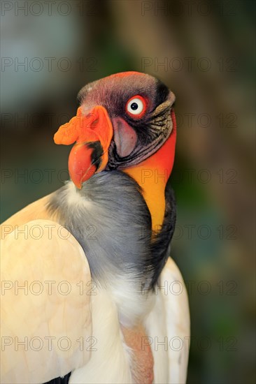 King Vulture (Sarcoramphus papa)