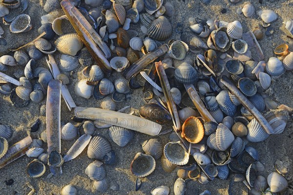 Common Cockle (Cerastoderma edule) and Common Razor Shell (Ensis ensis)