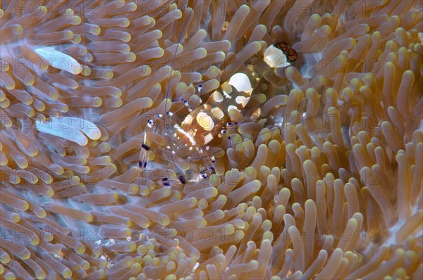 Glass Anemone Shrimp (Periclimenes brevicarpalis)