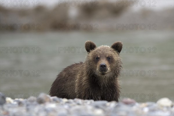 Brown bear (Ursus arctos)