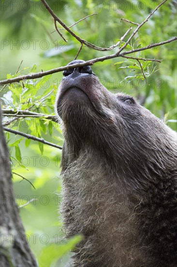 Brown bear (Ursus arctos)