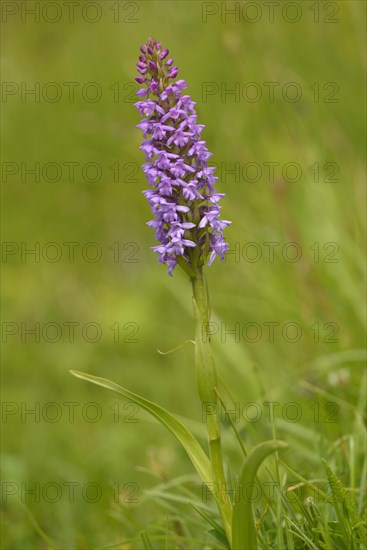 Fragrant Orchid (Gymnadenia conopsea)