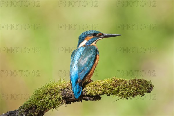 Kingfisher (Alcedo atthis)